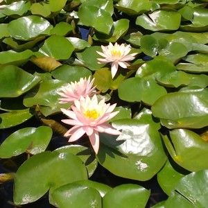 Meet your Posher, Patricia